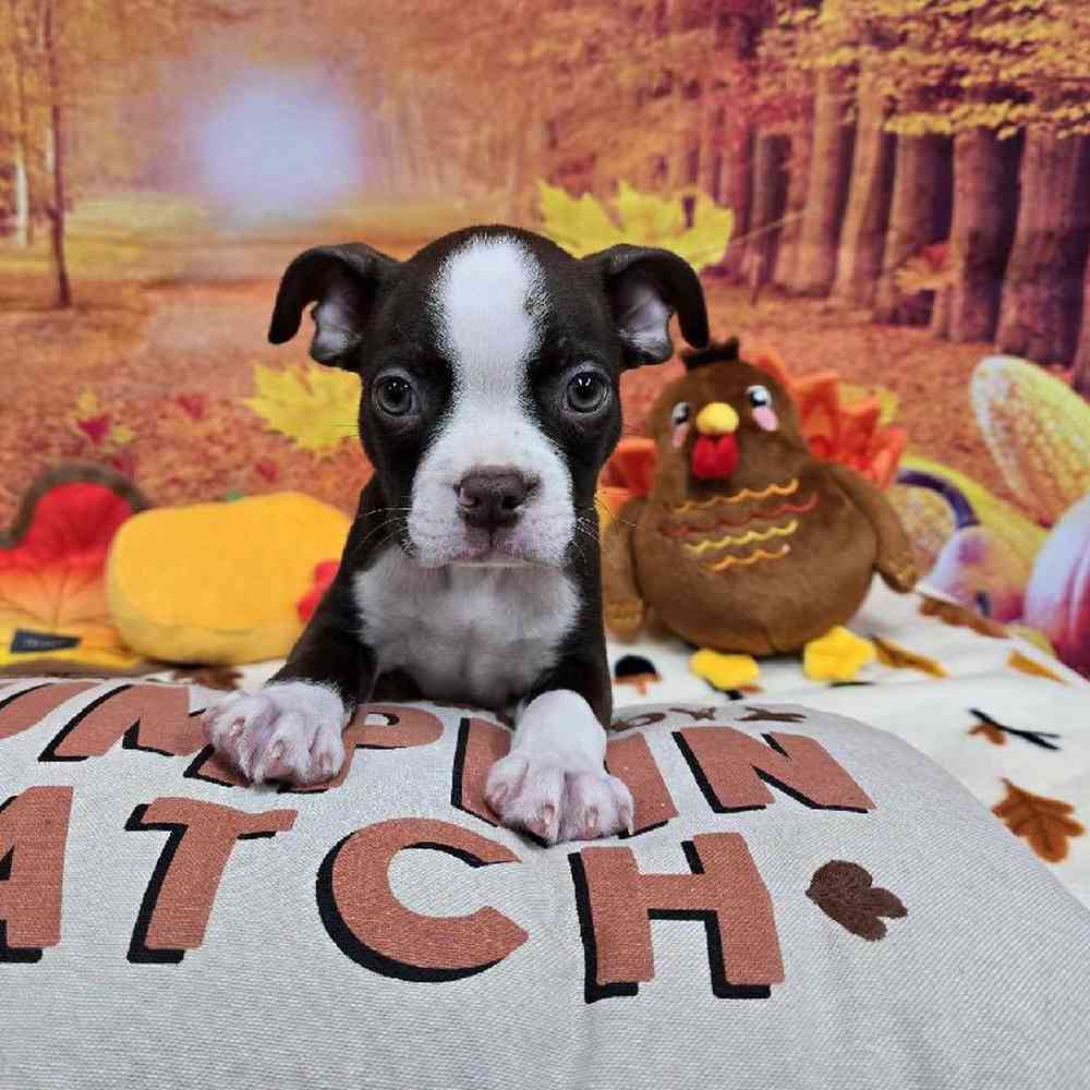 Male Boston Terrier Puppy for Sale in Virginia Beach, VA