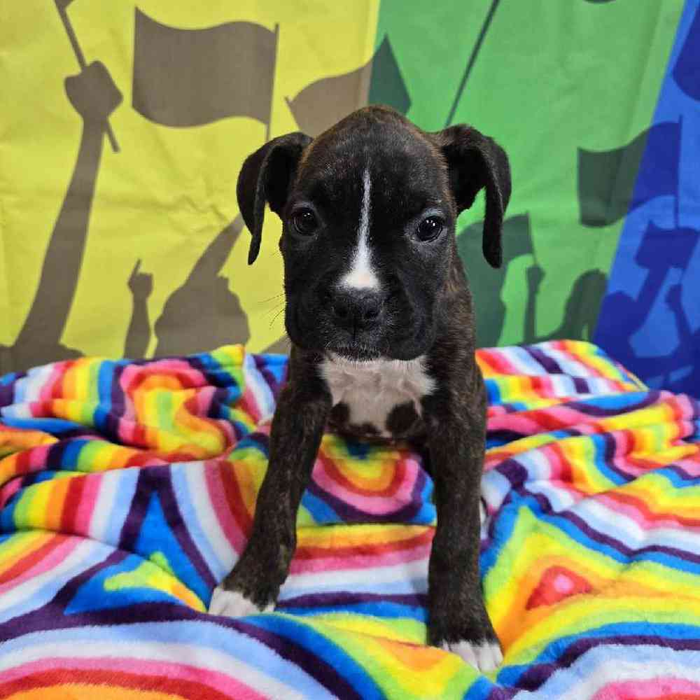 Female Boxer Puppy for Sale in Virginia Beach, VA