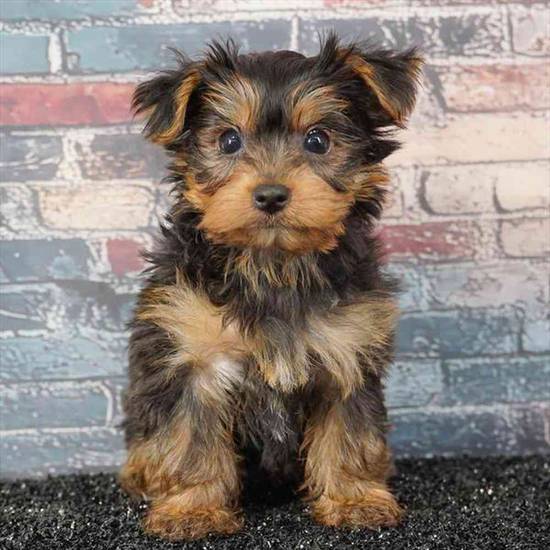 Yorkie