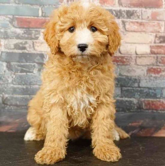 Cavapoo