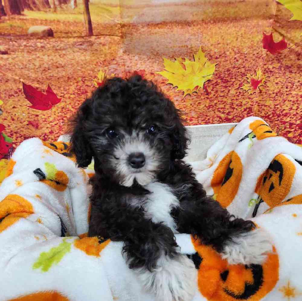 Female Cockapoo Puppy for Sale in Virginia Beach, VA