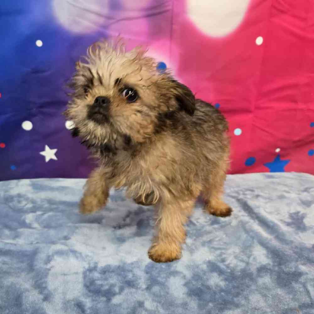 Male Brussels Griffon Puppy for Sale in Virginia Beach, VA