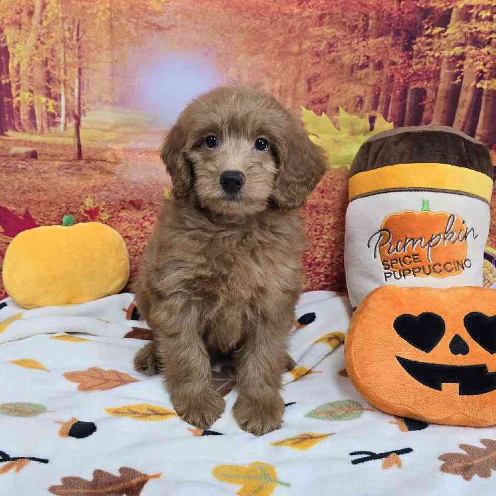 Male Mini Goldendoodle Puppy for Sale in Virginia Beach, VA