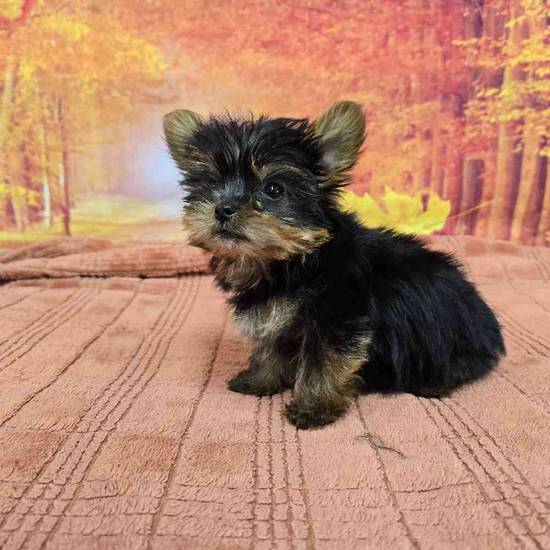 Yorkie