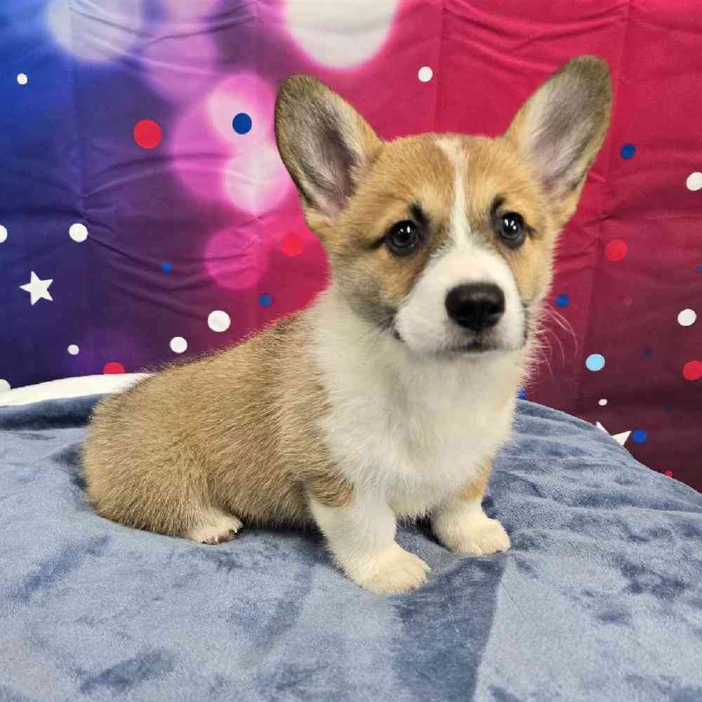 Female Pembroke Welsh Corgi Puppy for Sale in Virginia Beach, VA