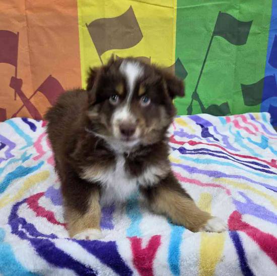 Australian Shepherd
