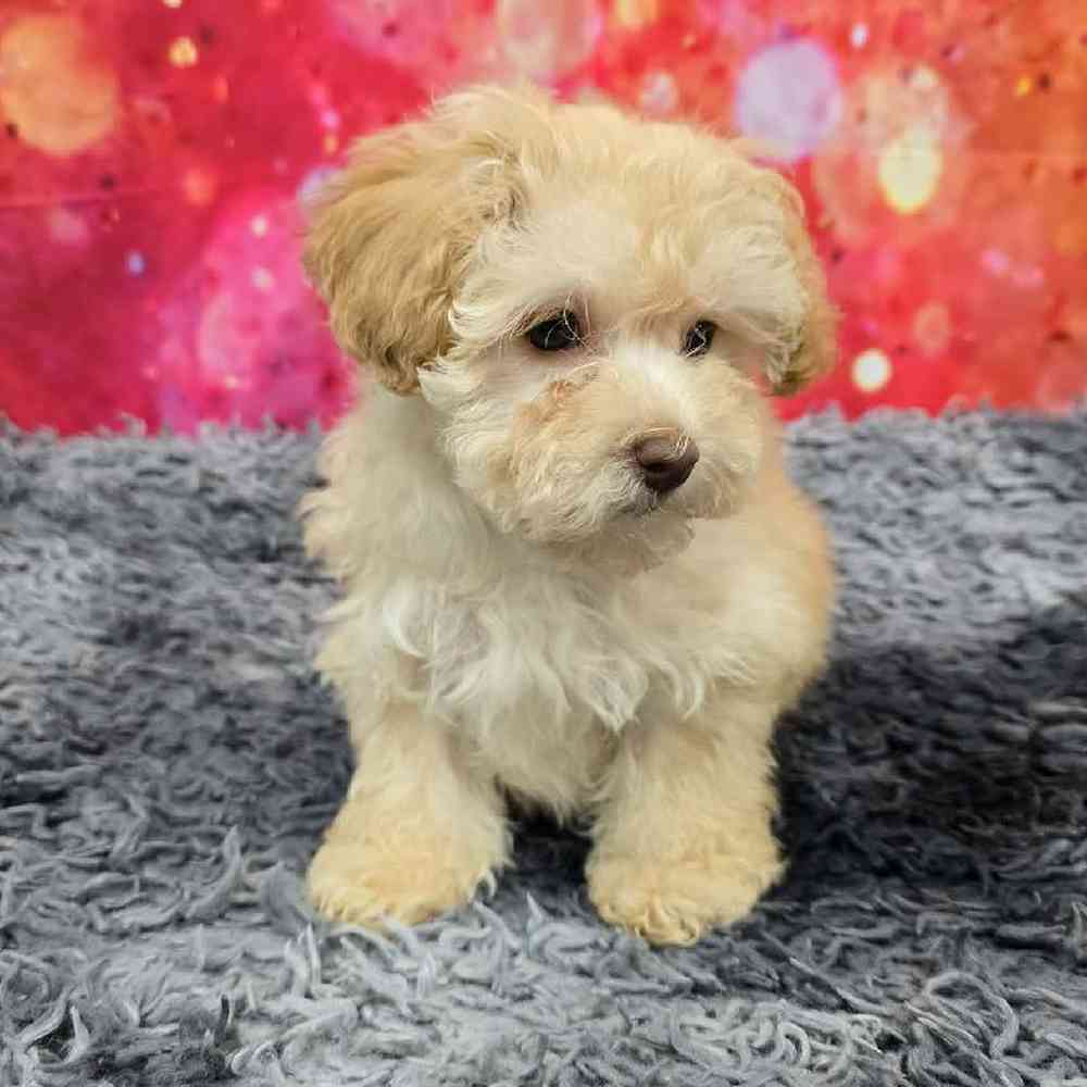 Male Havapoo Puppy for Sale in Virginia Beach, VA