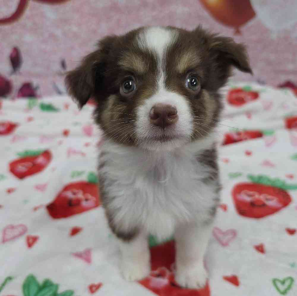 Male Mini Aussie Puppy for Sale in Virginia Beach, VA