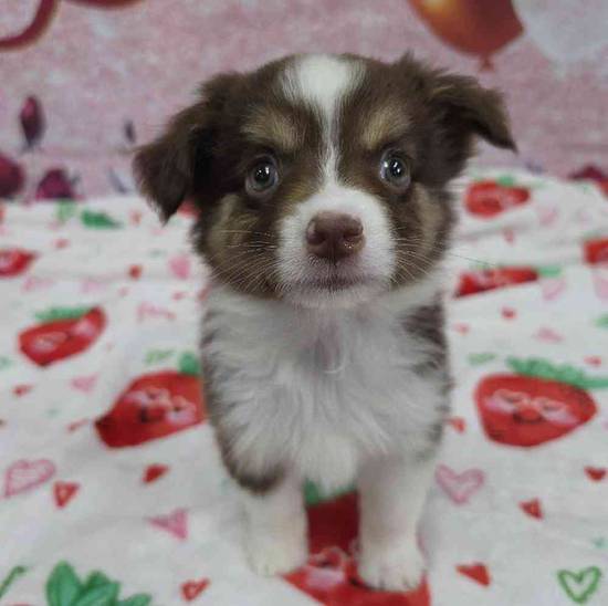 Mini Aussie
