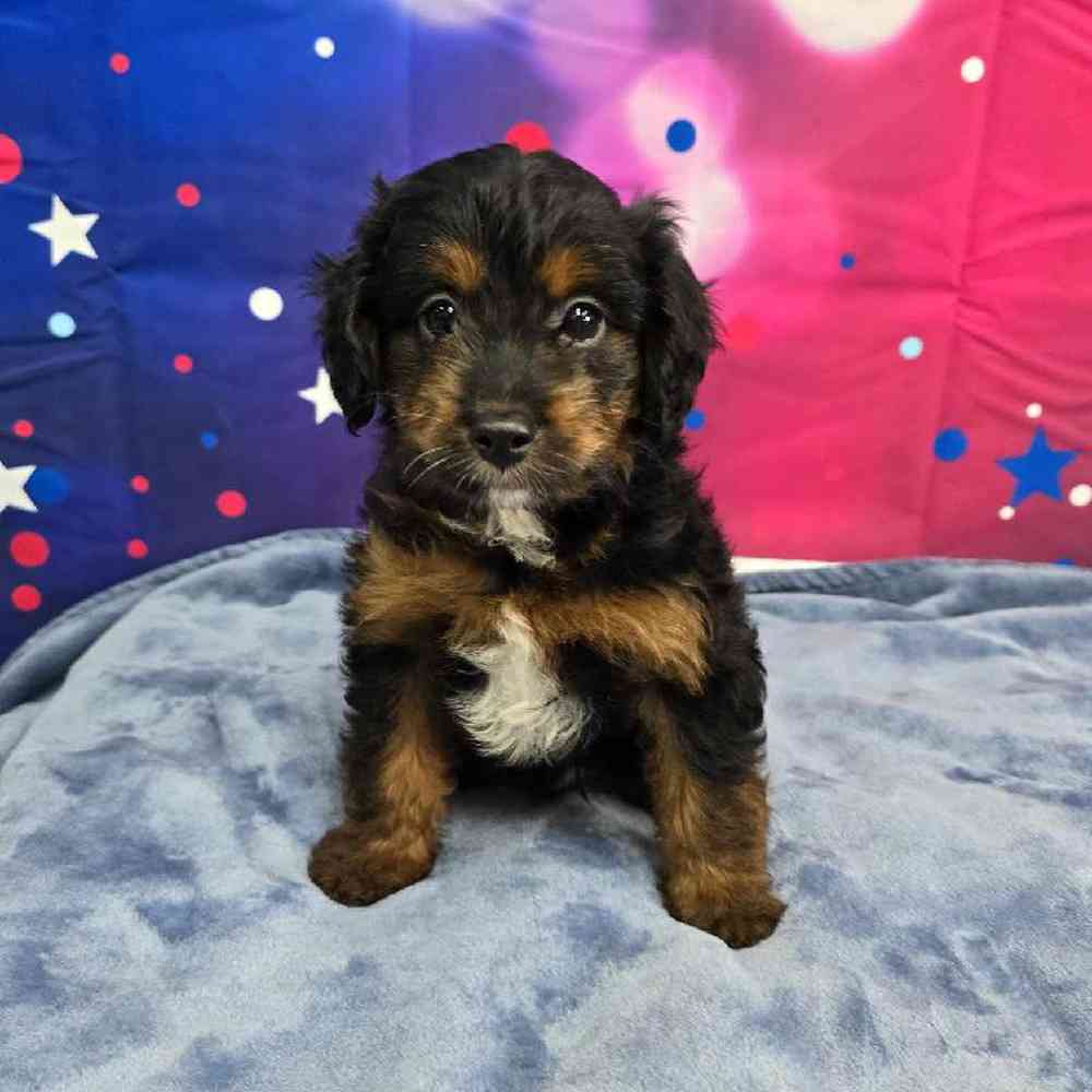 Male Mini Aussiedoodle Puppy for Sale in Virginia Beach, VA