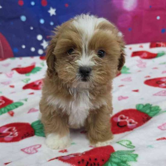 Shipoo