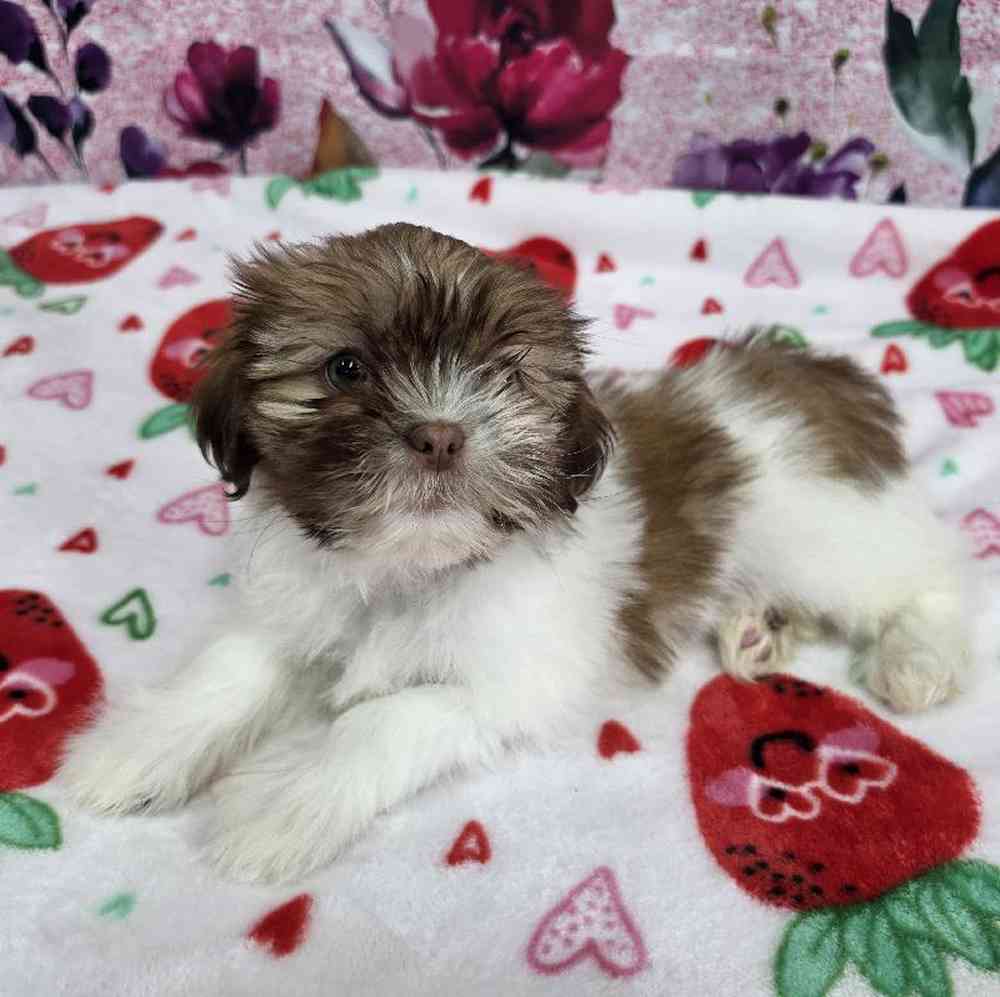 Female Shih Tzu Puppy for Sale in Virginia Beach, VA