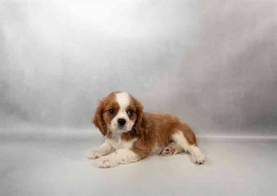 Cavalier King Charles Spaniel