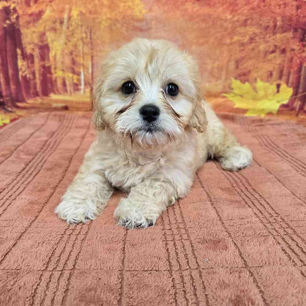Female Cavachon Puppy for Sale in Virginia Beach, VA