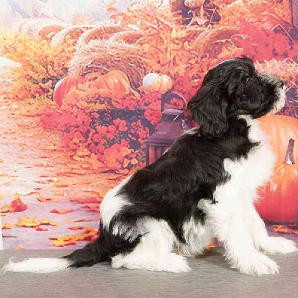 Male Havanese Puppy for Sale in Virginia Beach, VA