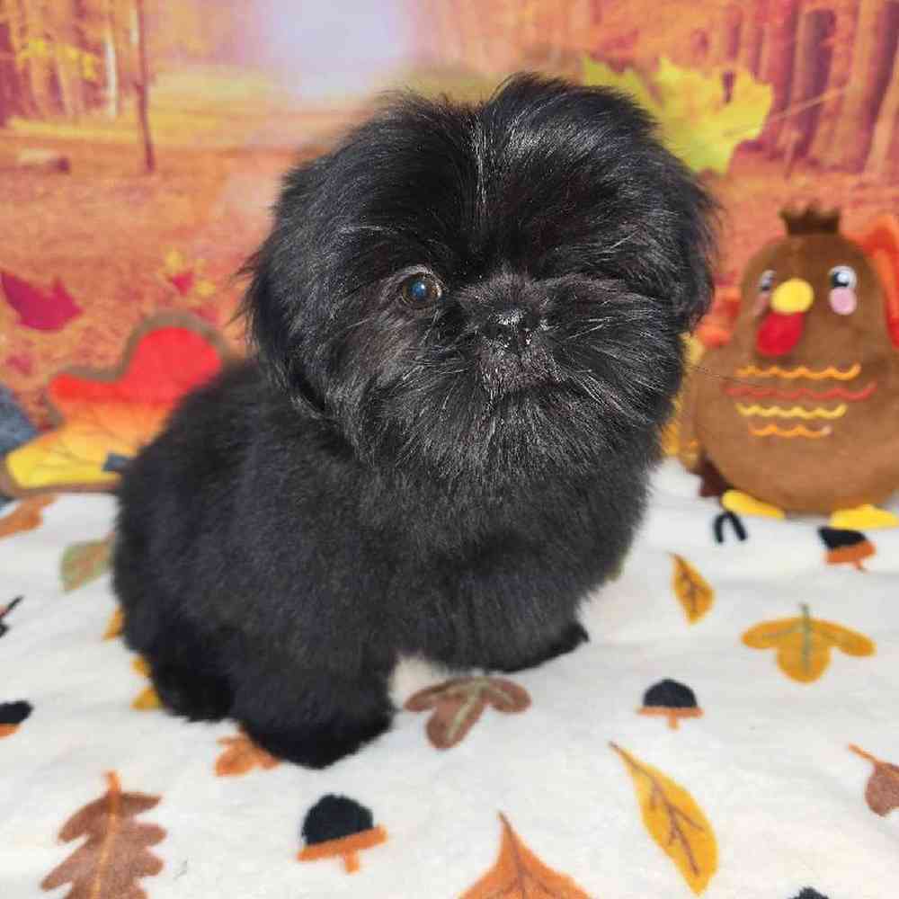 Male Shih Tzu Puppy for Sale in Virginia Beach, VA