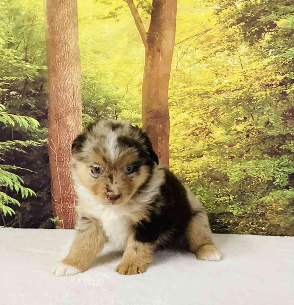 carousel pet images