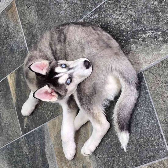 Siberian Husky