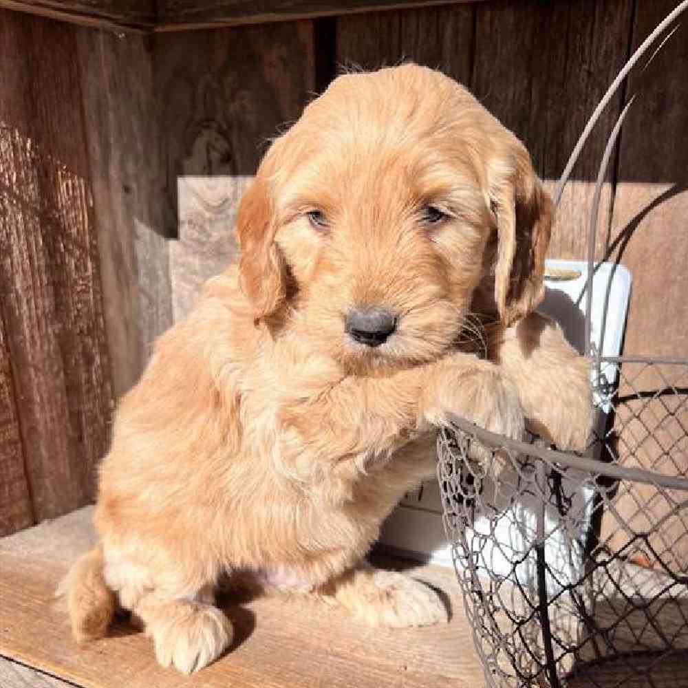 Male Moyen Poodle-Golden Retriever Puppy for Sale in Virginia Beach, VA