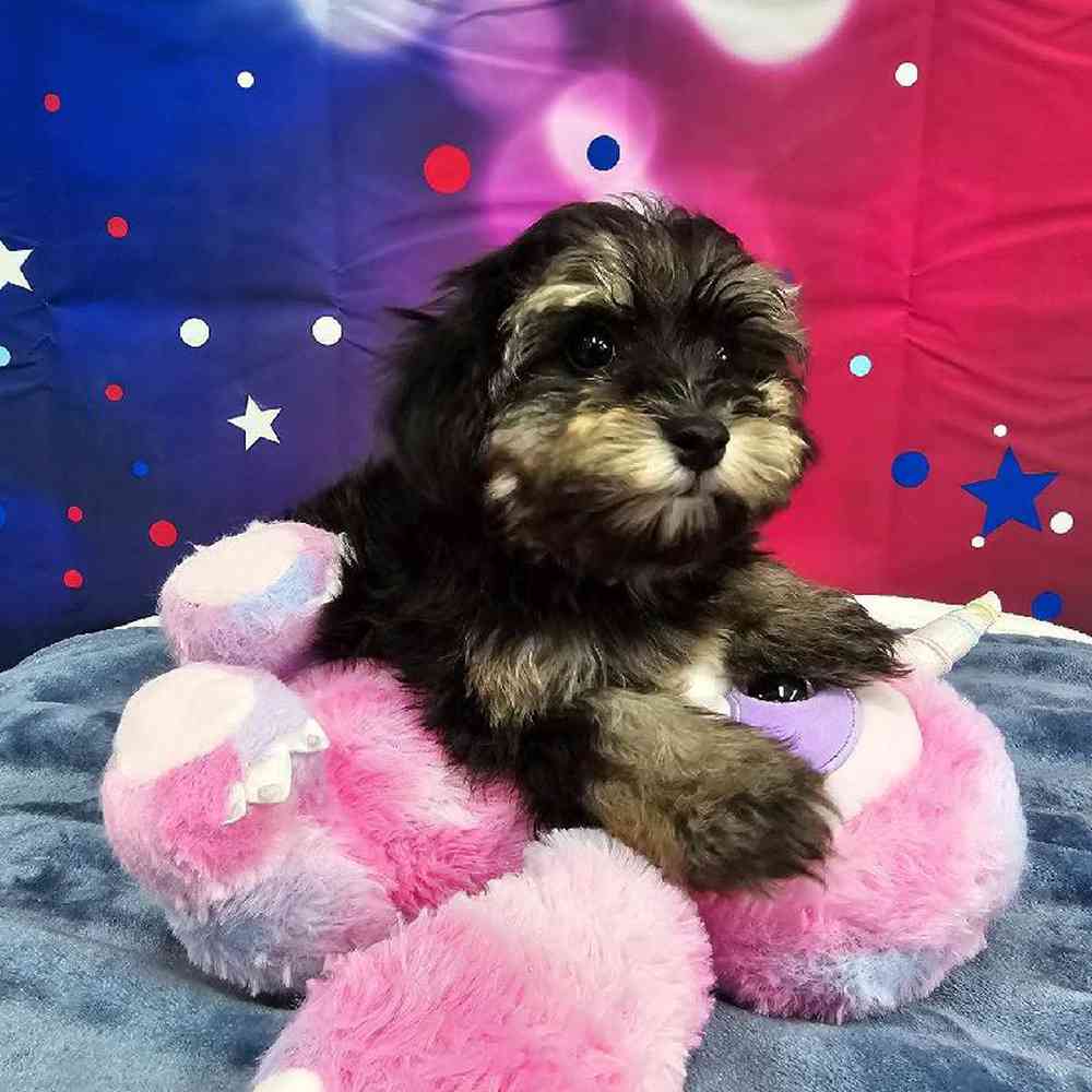 Female Havapoo Puppy for Sale in Virginia Beach, VA