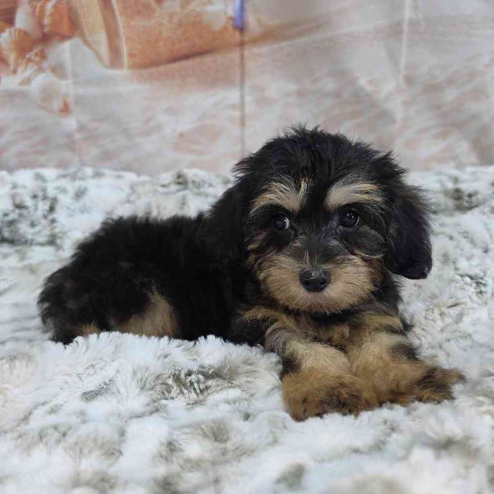 Female Yorkie-Poo Puppy for Sale in Virginia Beach, VA