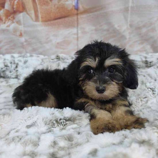 Yorkie-Poo