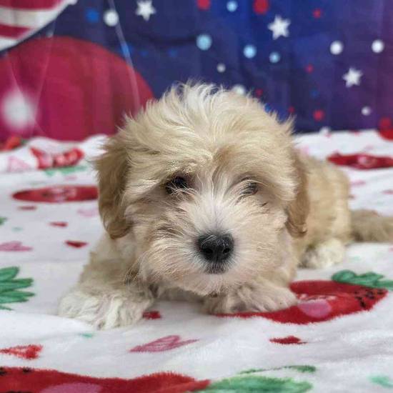 Maltipoo
