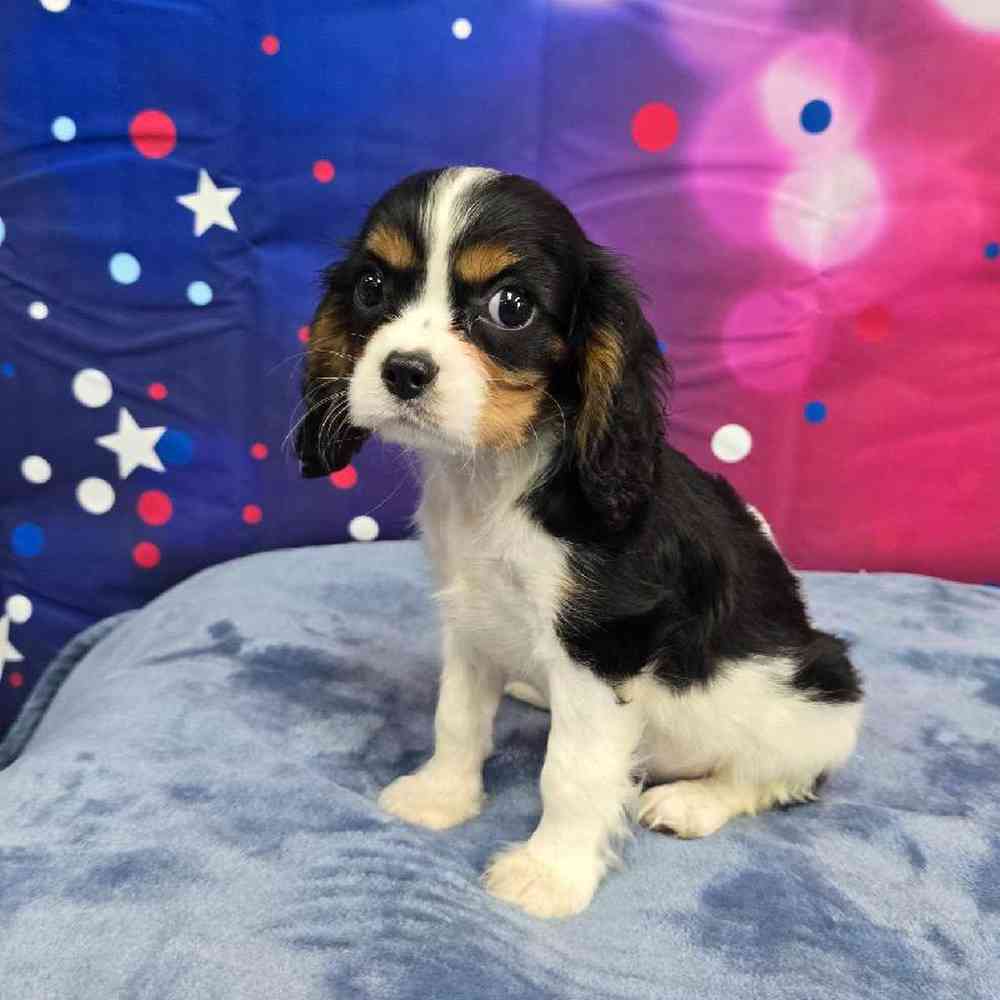 Male Cavalier King Charles Spaniel Puppy for Sale in Virginia Beach, VA