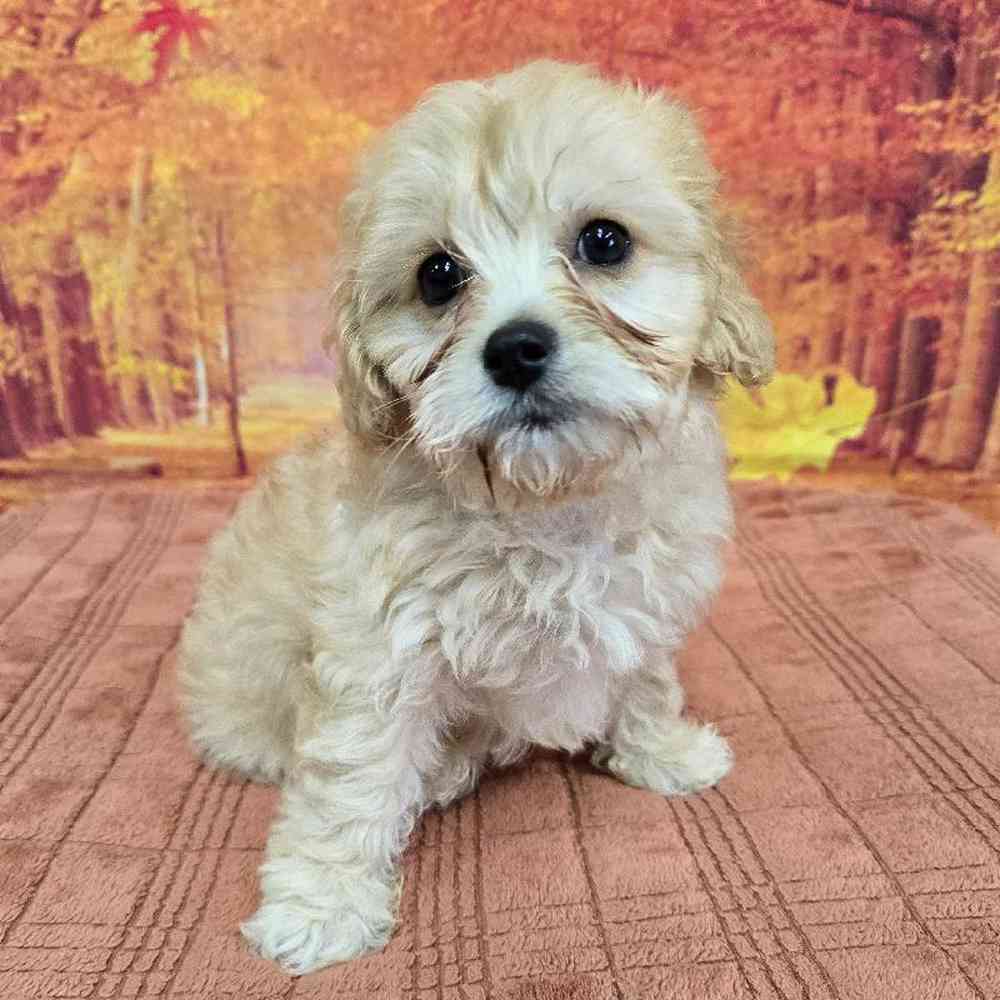 Female Cavachon Puppy for Sale in Virginia Beach, VA