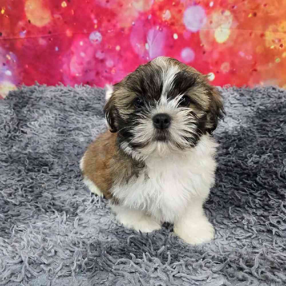 Male Shih Tzu Puppy for Sale in Virginia Beach, VA