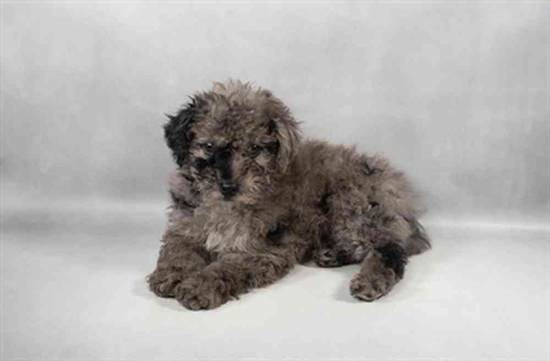 Mini Poodle