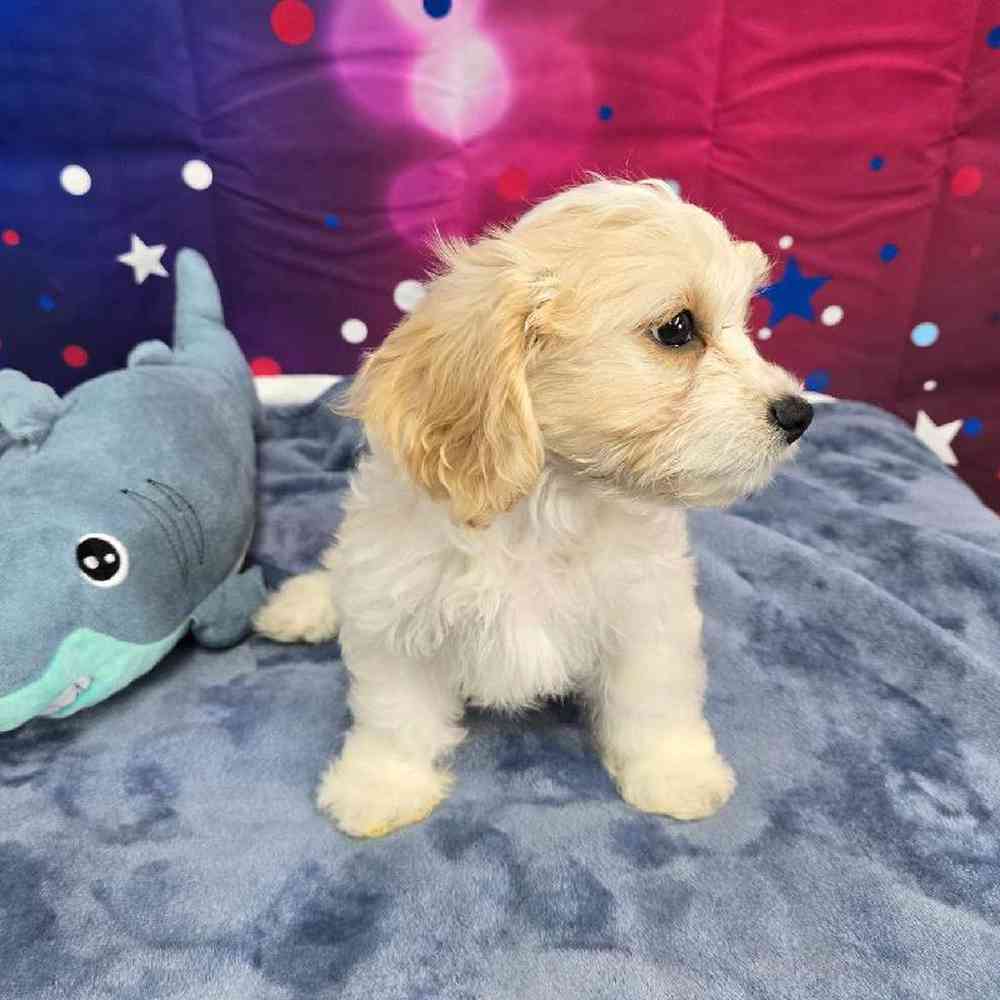 Female Cavachon Puppy for Sale in Virginia Beach, VA