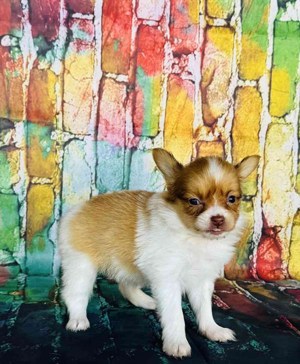 Image of a pet breed in the gallery