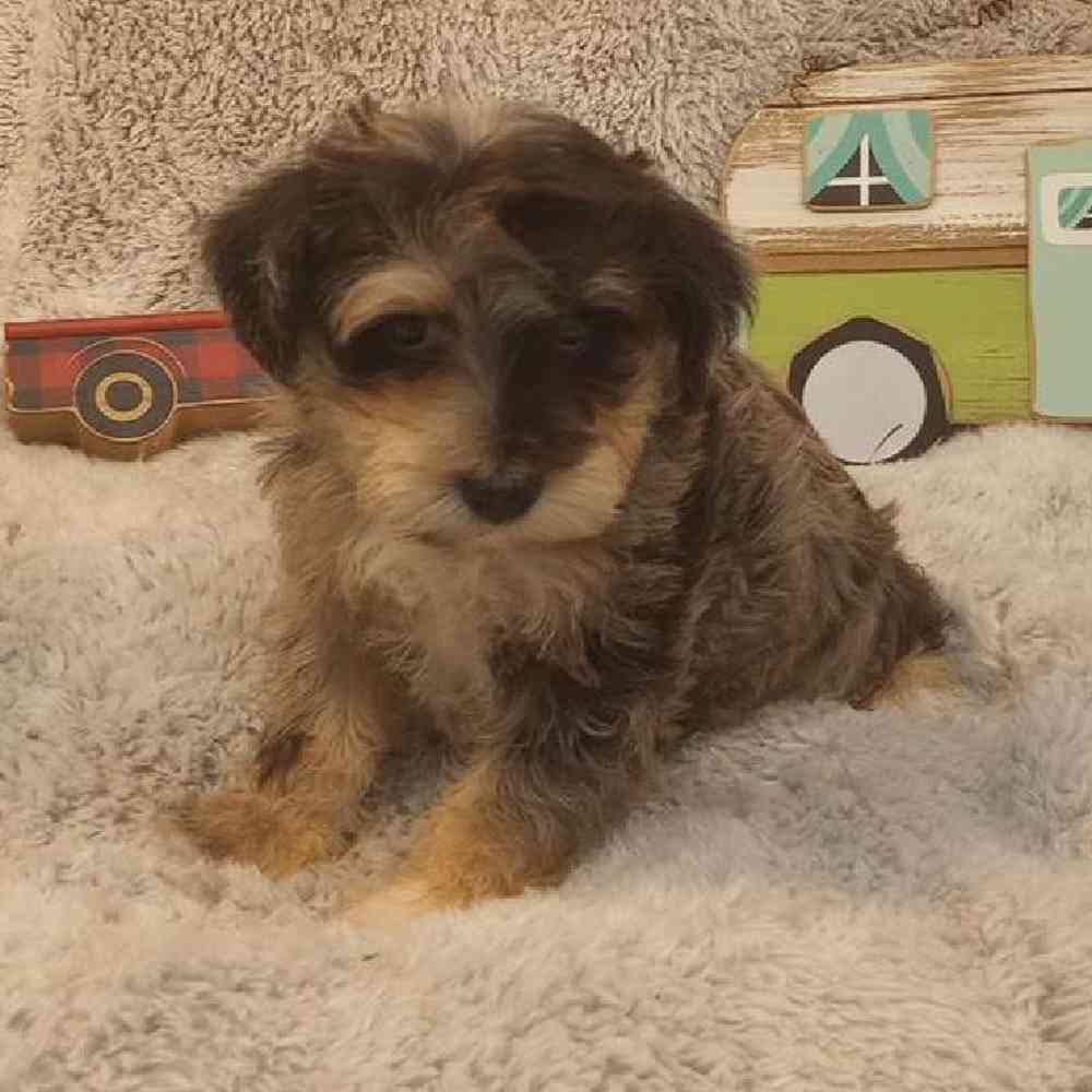 Male Mini Schnauzer Puppy for Sale in Virginia Beach, VA