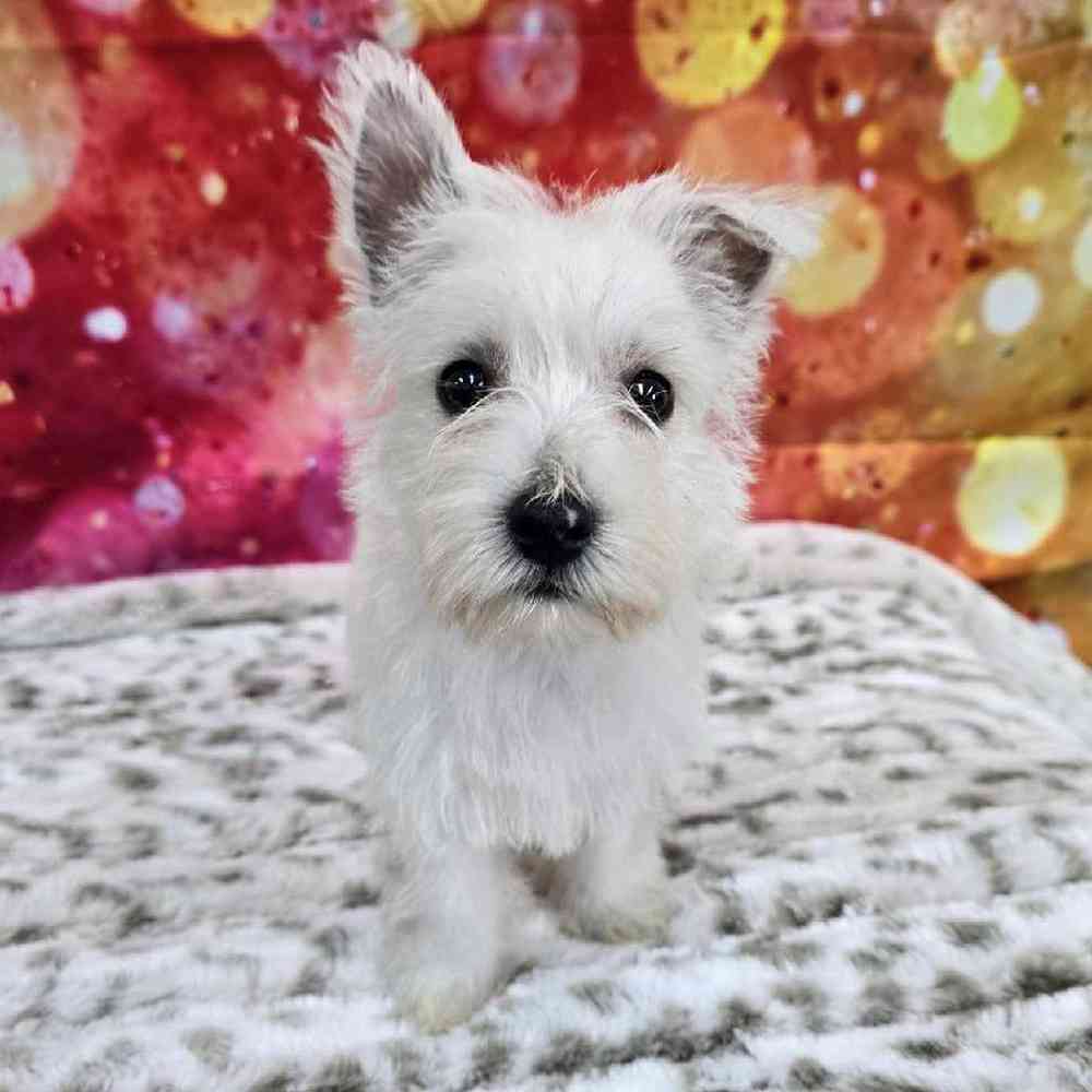 Female West Highland White Terrier Puppy for Sale in Virginia Beach, VA