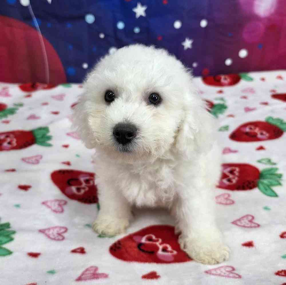 Male Bichon Puppy for Sale in Virginia Beach, VA