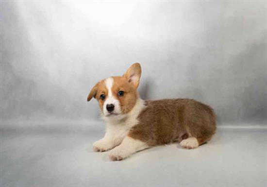 Pembroke Welsh Corgi
