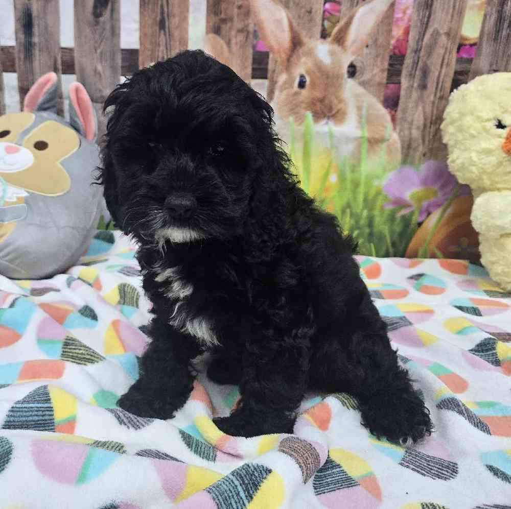 Female Cockapoo Puppy for Sale in Virginia Beach, VA