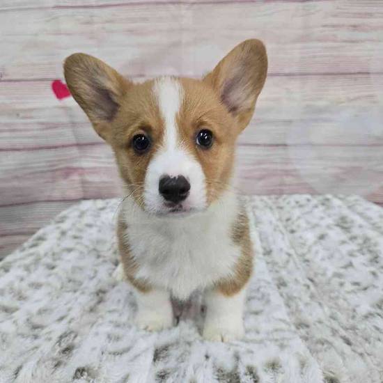 Pembroke Welsh Corgi