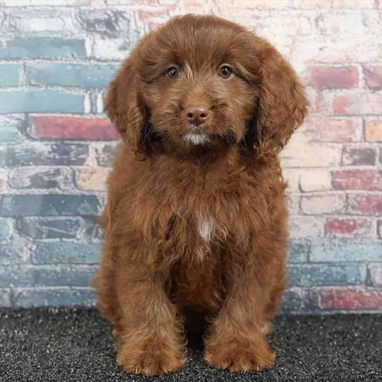 Cavapoo