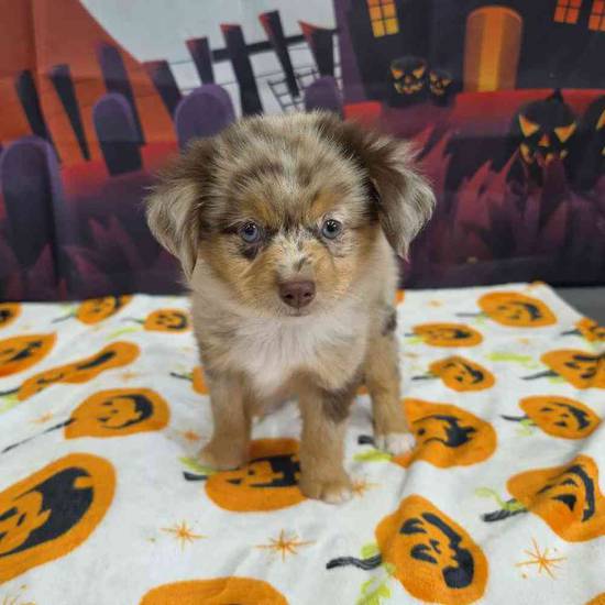 Toy Australian Shepherd 