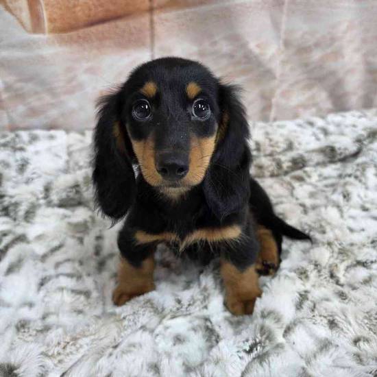 Dachshund
