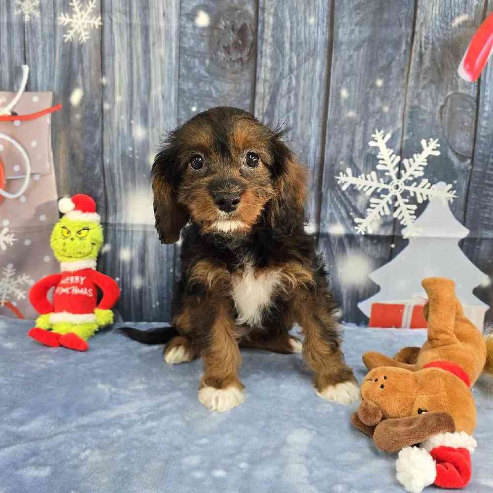 Female Cavapoo Puppy for Sale in Virginia Beach, VA