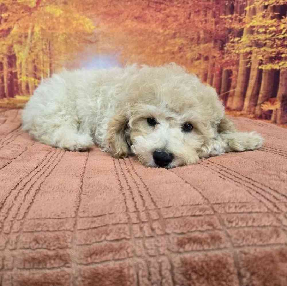 Male Mini Poodle Puppy for Sale in Virginia Beach, VA
