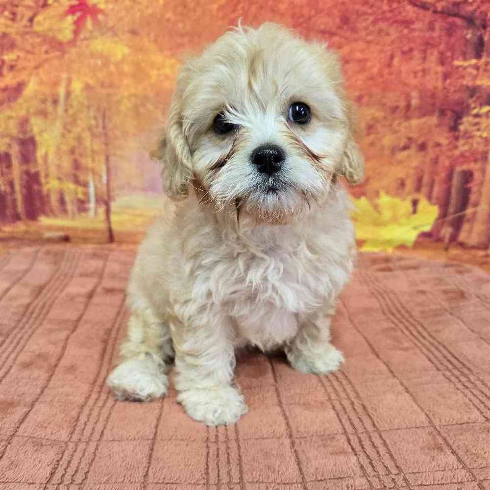 Female Cavachon Puppy for Sale in Virginia Beach, VA