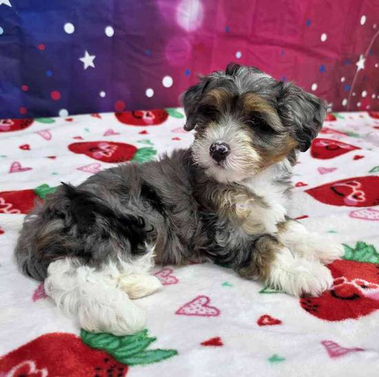Mini Bernadoodle