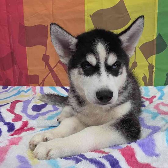 Siberian Husky