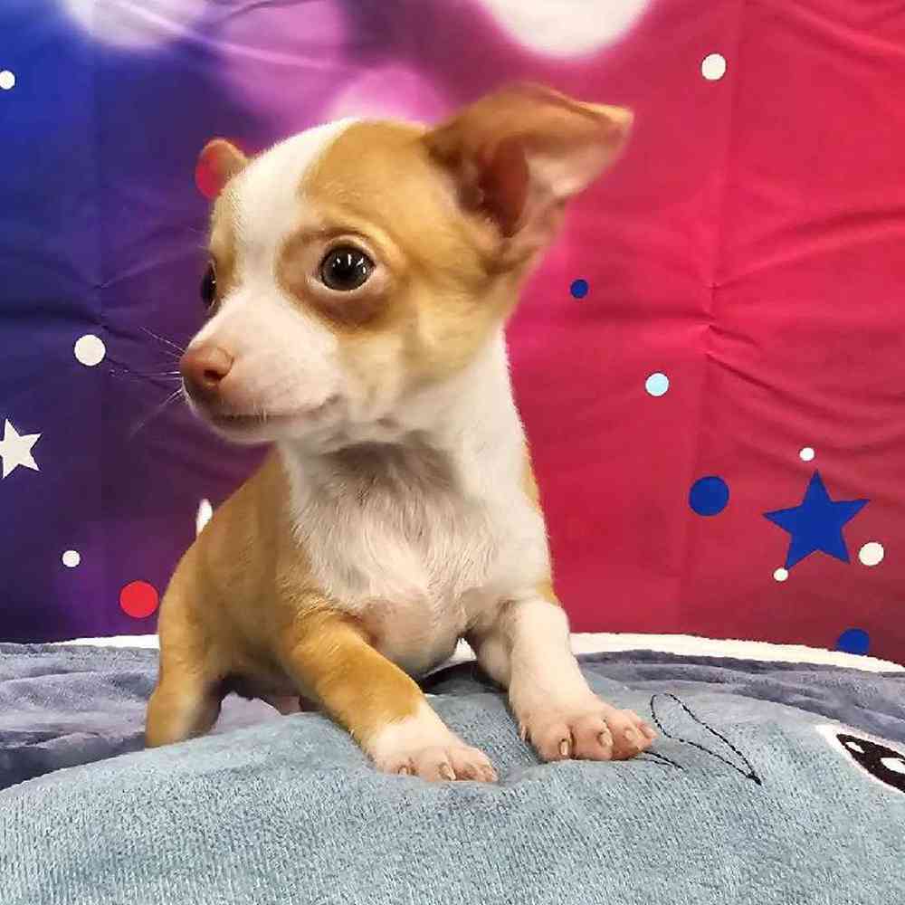 Male Chihuahua Puppy for Sale in Virginia Beach, VA