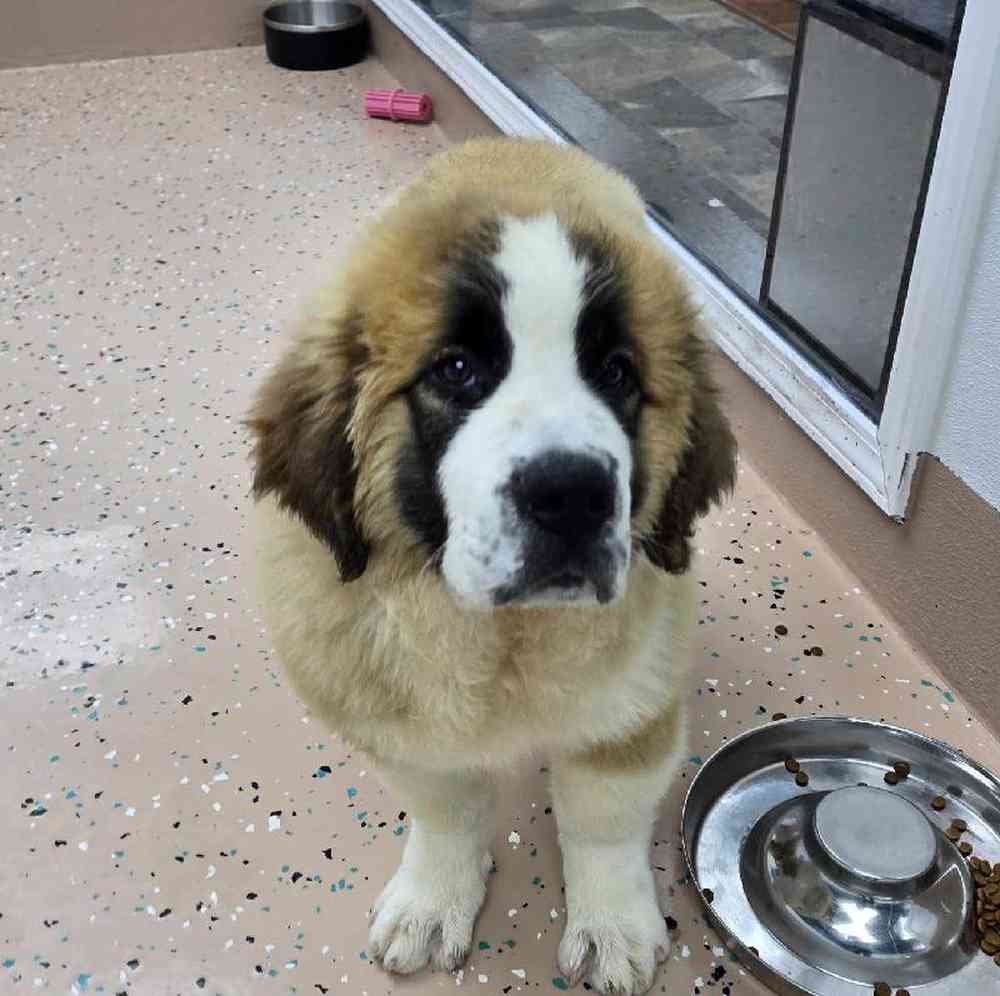 Male Saint Bernard Puppy for Sale in Virginia Beach, VA