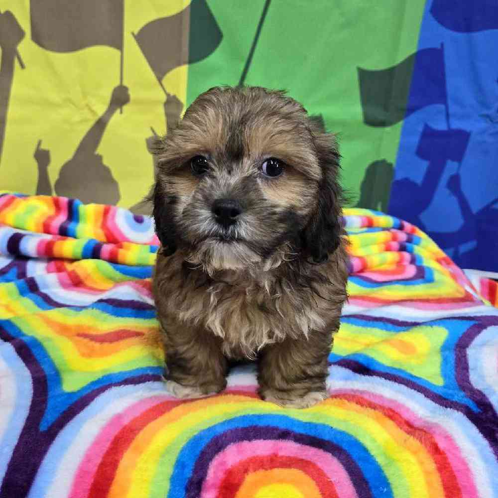 Male Shipoo Puppy for Sale in Virginia Beach, VA